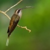 Kolibrik zapadni - Phaethornis longirostris - Long-billed Hermit o5213